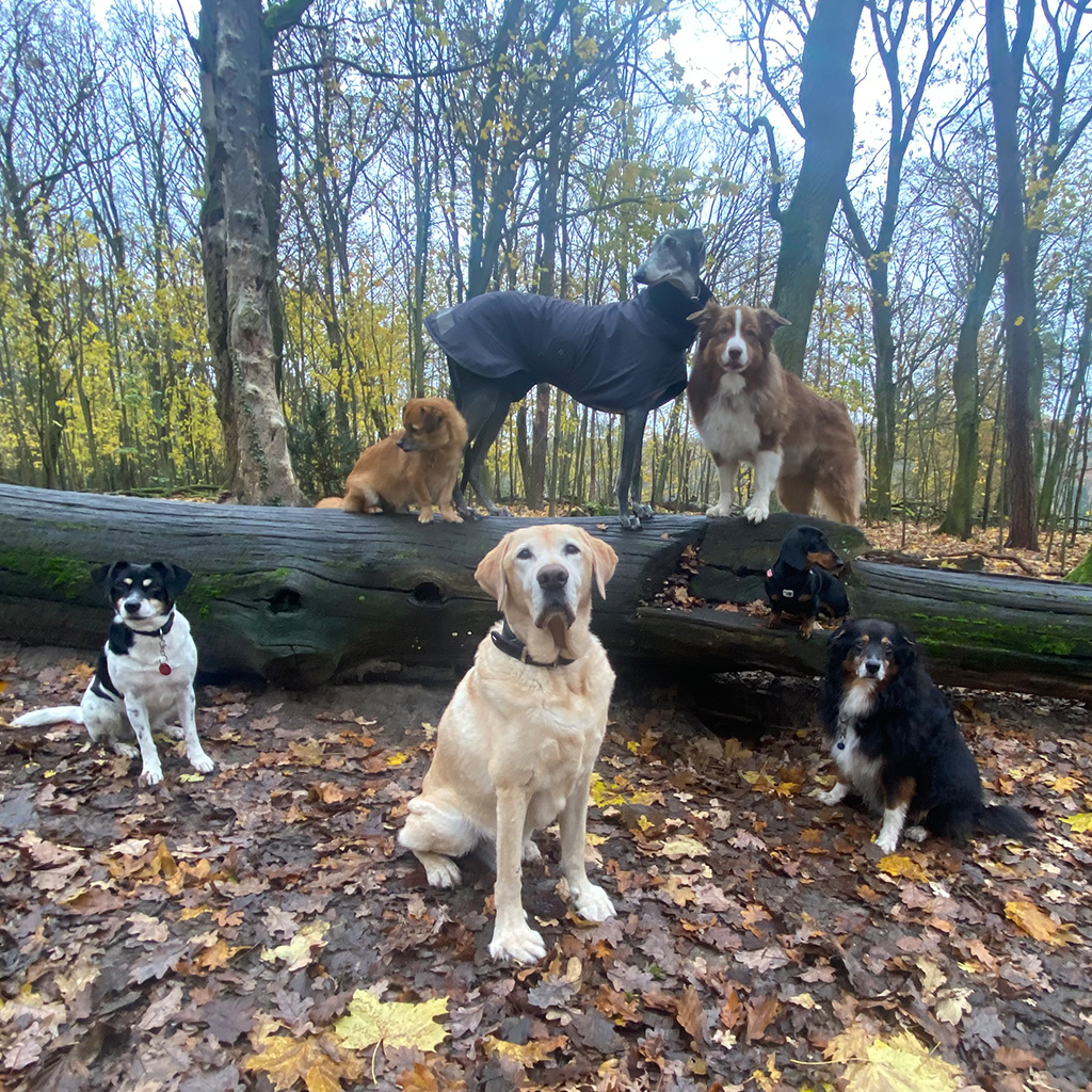 Hundegruppe